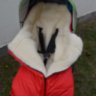 Конверт на овчине Kinder Comfort Arctic Schokolade (коричневый) Конверт на овчине Kinder Comfort Arctic Schokolade (коричневый)